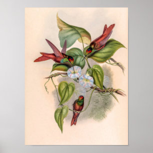 Affiche Colibris vintage par John Gould