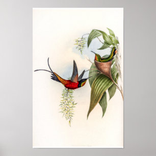 Affiche Colibris Vintage Topaza Pyra par John Gould