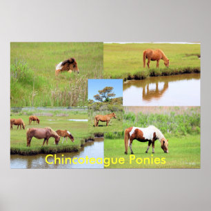 Affiche Collage de Chincoteague Ponies