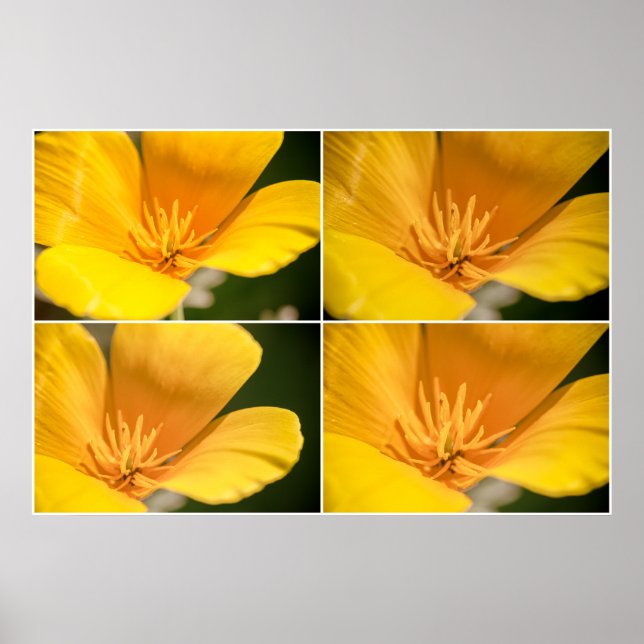 Affiche Collage du coquelicot en Californie (Devant)