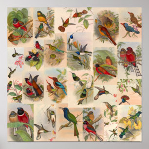 Affiche Collage vintage d'oiseaux Colibris Art Red