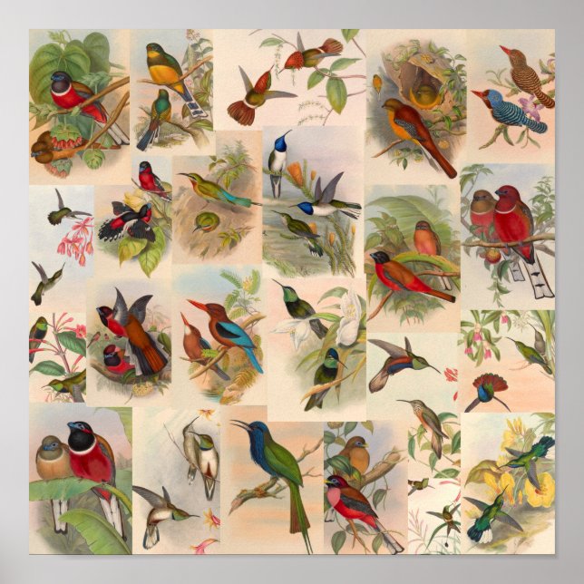 Affiche Collage vintage d'oiseaux Colibris Art Red (Devant)