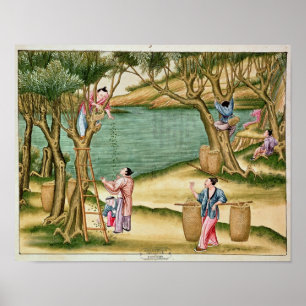 Affiche Collecte des mûres