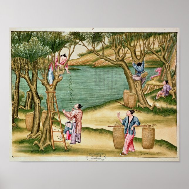 Affiche Collecte des mûres (Devant)