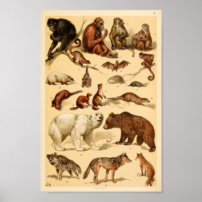 Affiche Collection d'animaux sauvages Ours Loup Singes Imp (Devant)