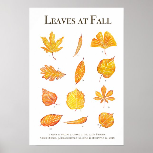 Affiche Collection de feuilles d'automne aquarelle (Devant)