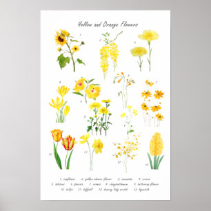 Affiche collection de fleurs jaune et orange