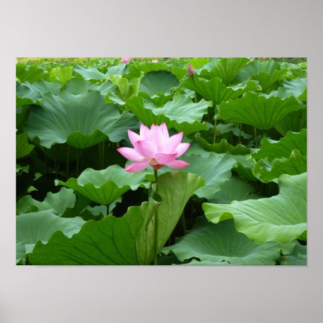 Affiche Collection de fleurs : Lotus (Devant)