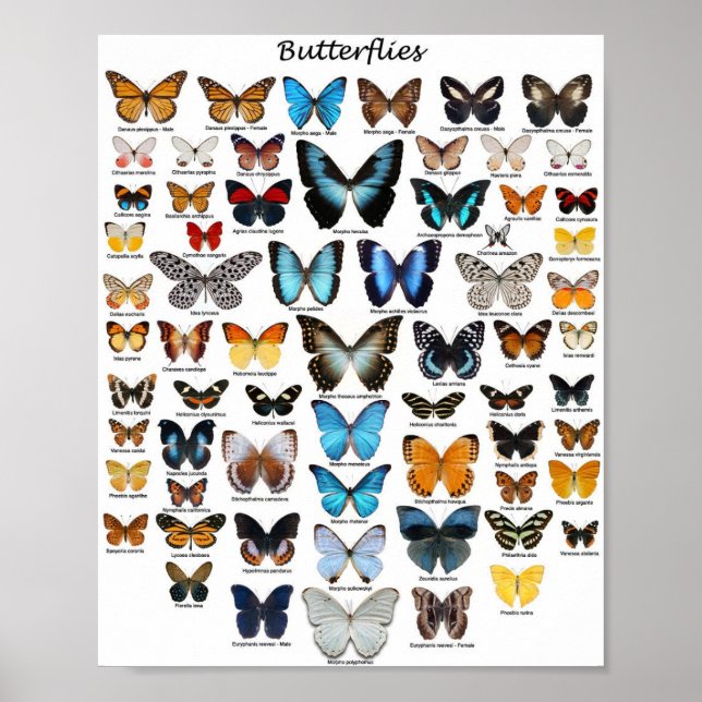 Affiche - Collection de papillons (Devant)