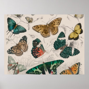 Affiche collection de papillons antique art aquarelle papi