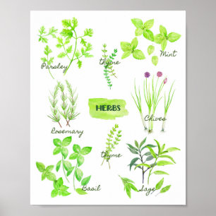 Affiche Collection d'herbe d'aquarelle