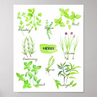 Affiche Collection d'herbes aquarelles