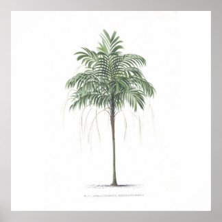 Affiche Collection d'illustrations de palmiers