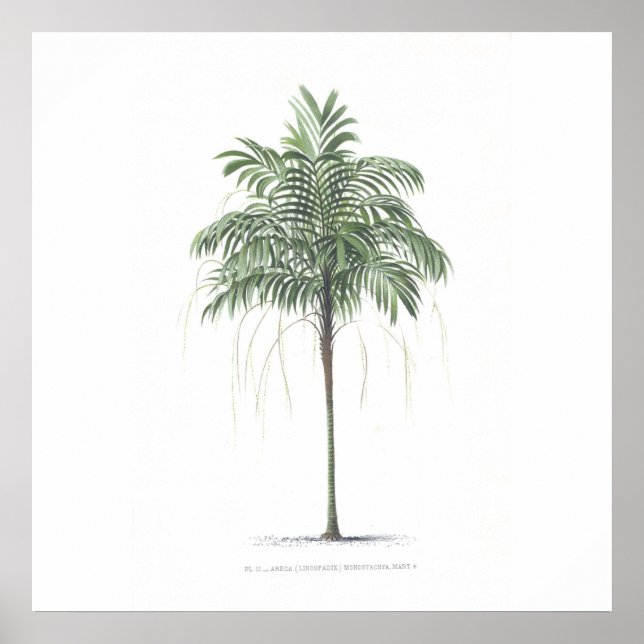 Affiche Collection d'illustrations de palmiers (Devant)