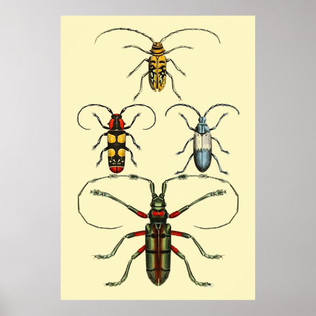 Affiche Collection d'insectes de coléoptères (Devant)