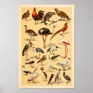 Affiche Collection d'oiseaux sauvages Flamant rose Ostrich