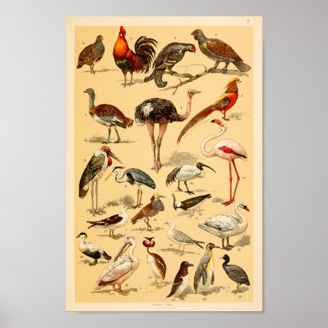 Affiche Collection d'oiseaux sauvages Flamant rose Ostrich (Devant)