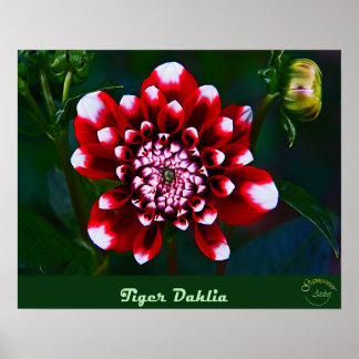 Affiche Collection florale vintage -petite dahlia tigre
