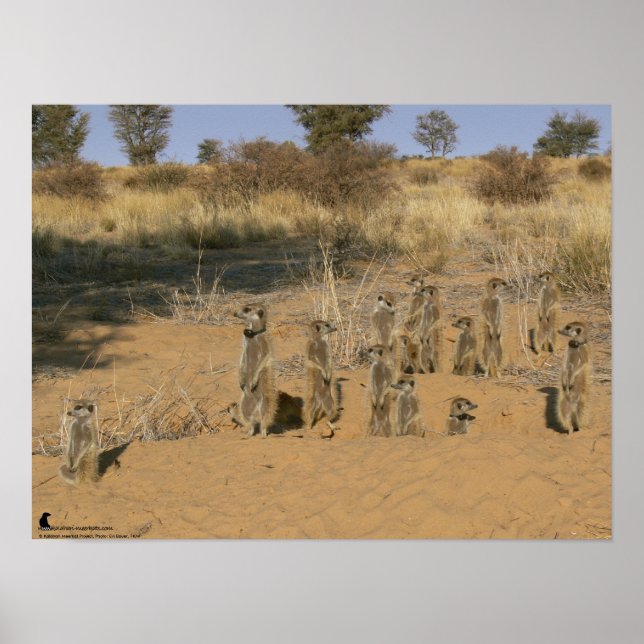 Affiche Collection Fluffernutter - Famille (Devant)