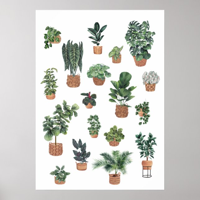 Affiche Collection plante 6 (Devant)