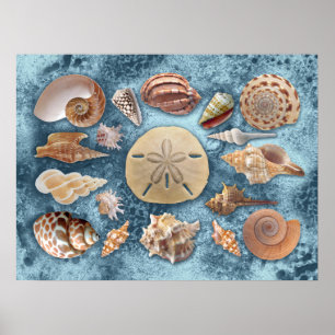 Affiche Collection Seashells