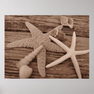 Affiche Collection Shell