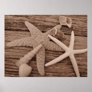 Affiche Collection Shell