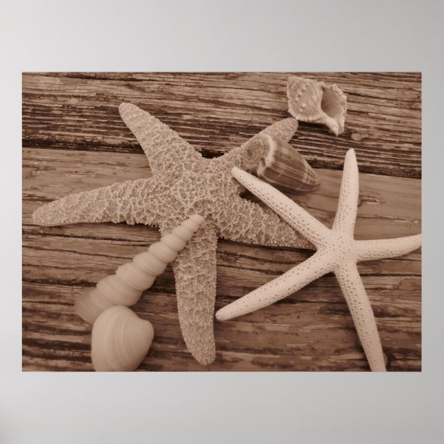 Affiche Collection Shell (Devant)