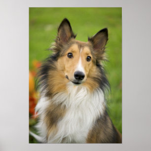 Affiche Colley à poil long, chien