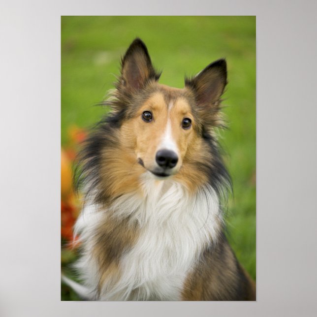 Affiche Colley à poil long, chien (Devant)