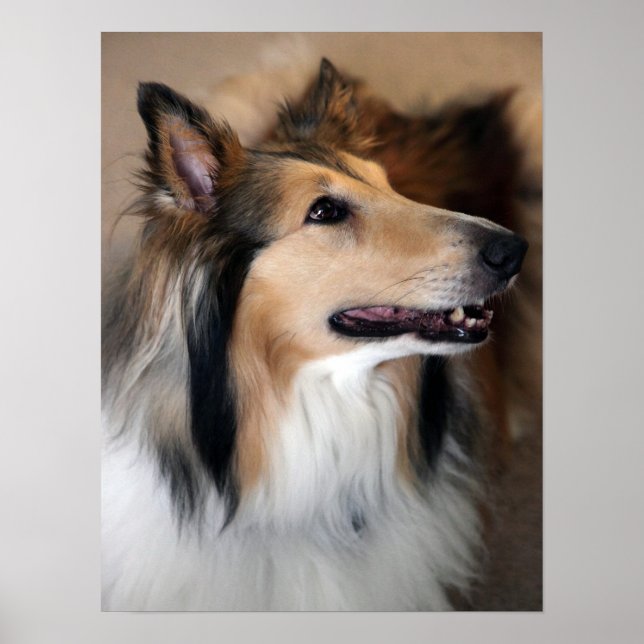 Affiche Collie (Devant)
