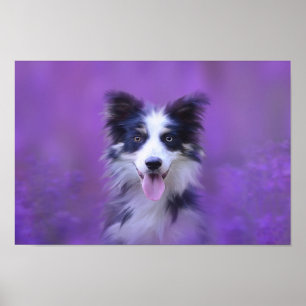 Affiche Collie Bordure Noire Et Blanche