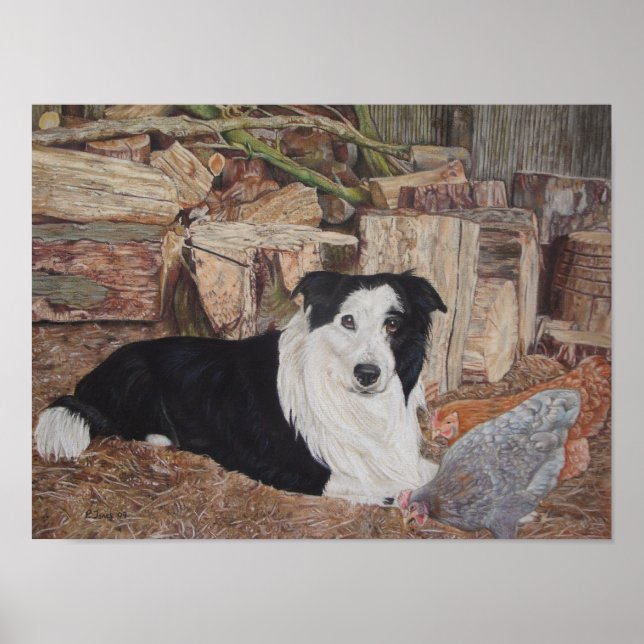 Affiche collie chien à la frontière dans un hangar à bois  (Devant)