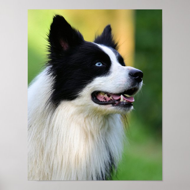 Affiche Collie Chien noir et blanc (Devant)