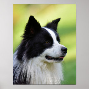 Affiche Collie Chien noir et blanc