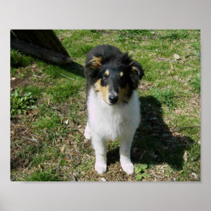 AFFICHE COLLIE PUPPY