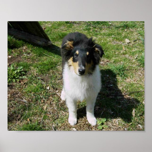 AFFICHE COLLIE PUPPY (Devant)