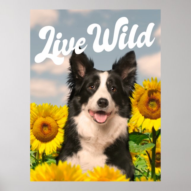 Affiche Collie sauvage de la frontière en direct dans les  (Devant)