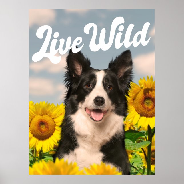 Affiche Collie sauvage de la frontière en direct dans les  (Devant)