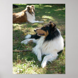 Affiche Collies Au Repos -Poster