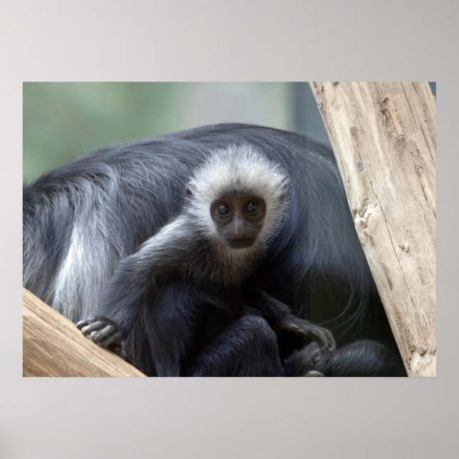 Affiche Colobus polykomos (Devant)