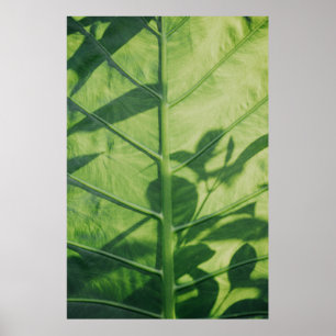 Affiche Colocasia feuille esculenta