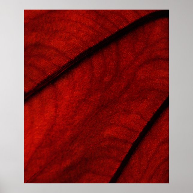 Affiche Colocasie rouge et noire Abstraite (Devant)