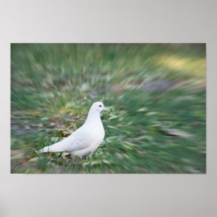 Affiche Colombe blanche