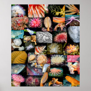 Affiche Colombie-Britannique Marine Life Collage