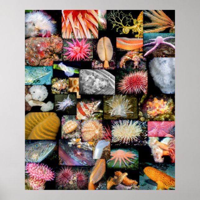 Affiche Colombie-Britannique Marine Life Collections (Devant)