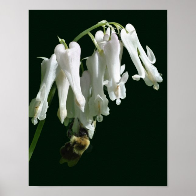 Affiche Colonne Blanche Fleur Et Abeille Bumble (Devant)