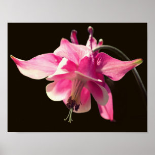 Affiche Colonne rose - Fleur