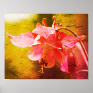 Affiche Colonne rose Fleur Gros plan