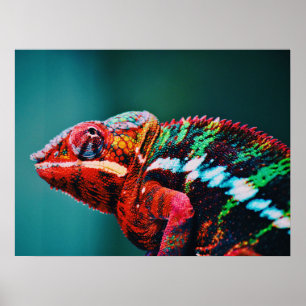 Affiche Color Changing Rainbow Chameleon Reptile